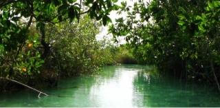 Exploring mangroves by kayak 
